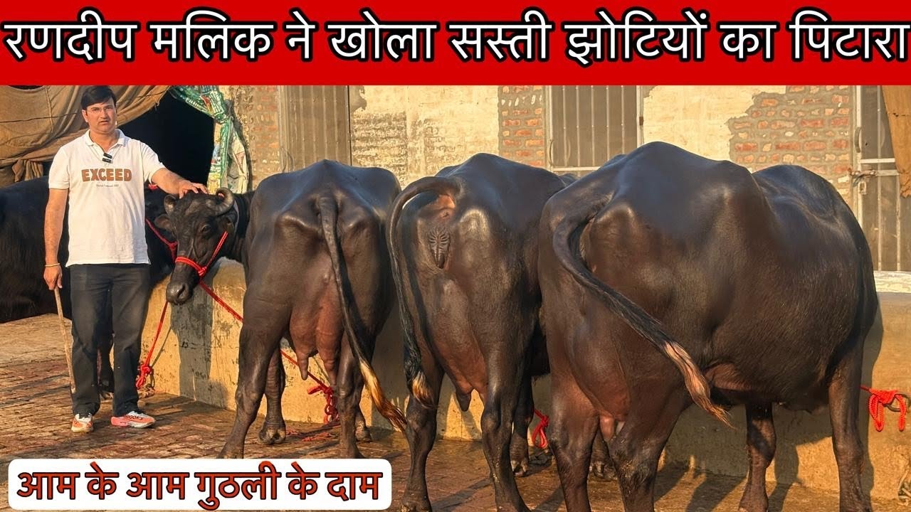 Randeep Malik ने दिखाया फार्म से झोटियो का खज़ाना।।Randeep Malik Khanda Kheri Farm।।7404431733