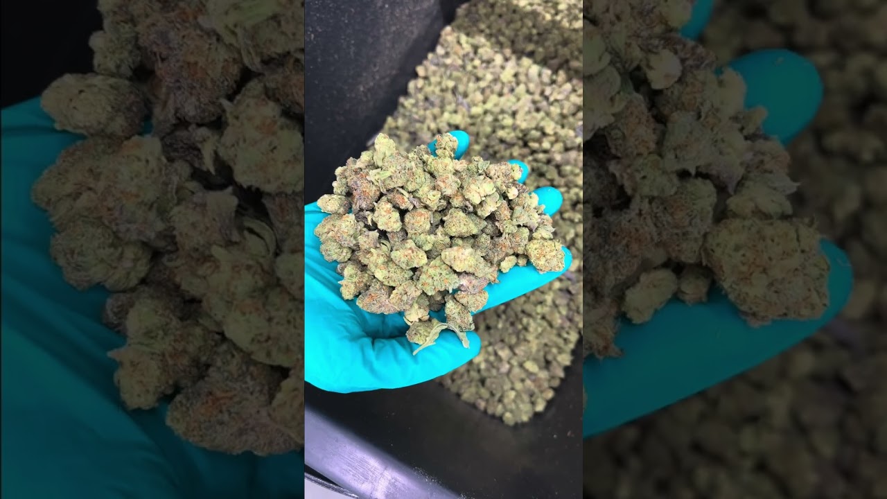 Cannabis flower sorting: Meet the MS Sorter 500 🚀🌿