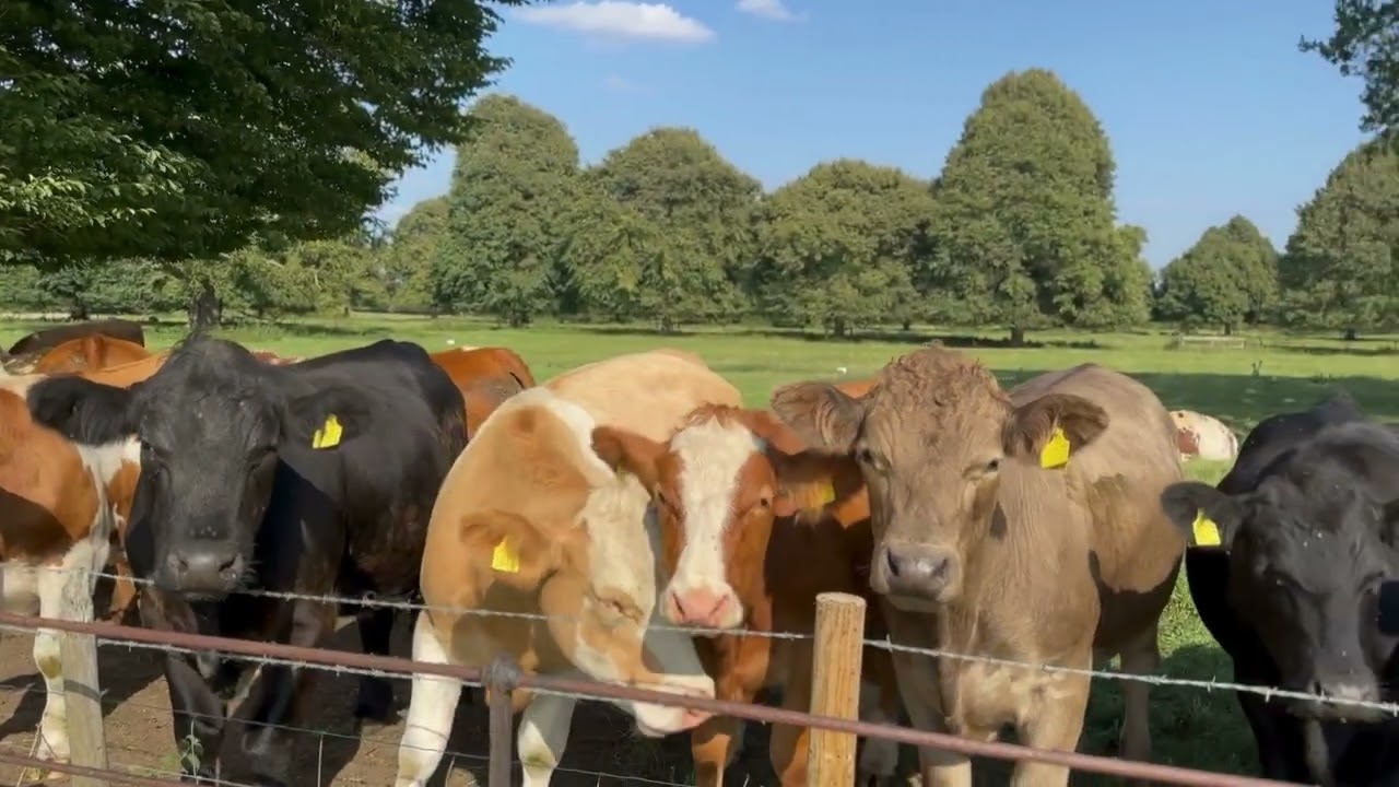 Ranch It Up - Episode 275 - Dr. Tom Noffsinger, Cattle Handling Practices To Make You Think