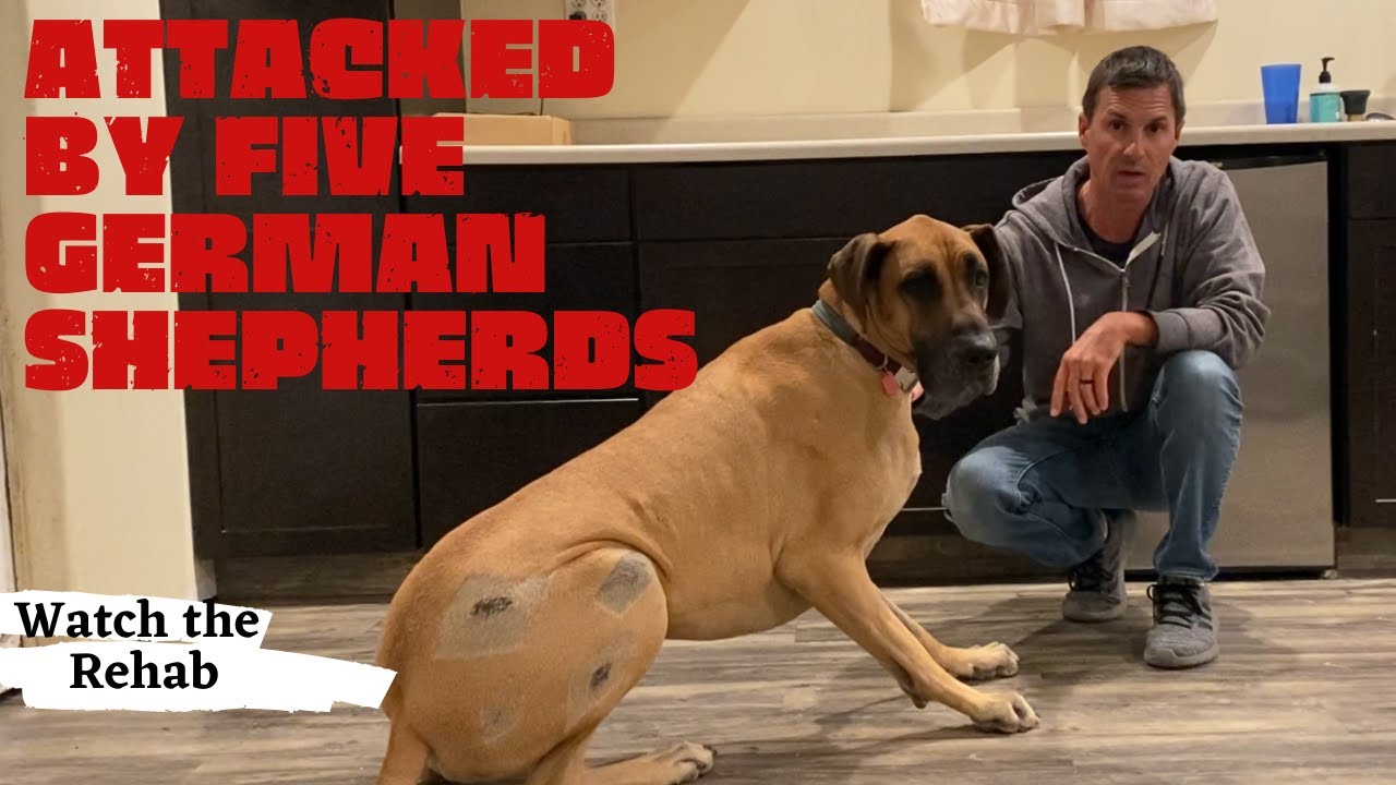 Dog attack victim starts rehab