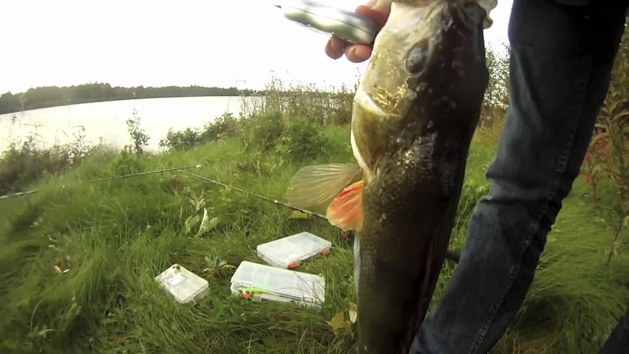 Stor abborre! (Huge perch)