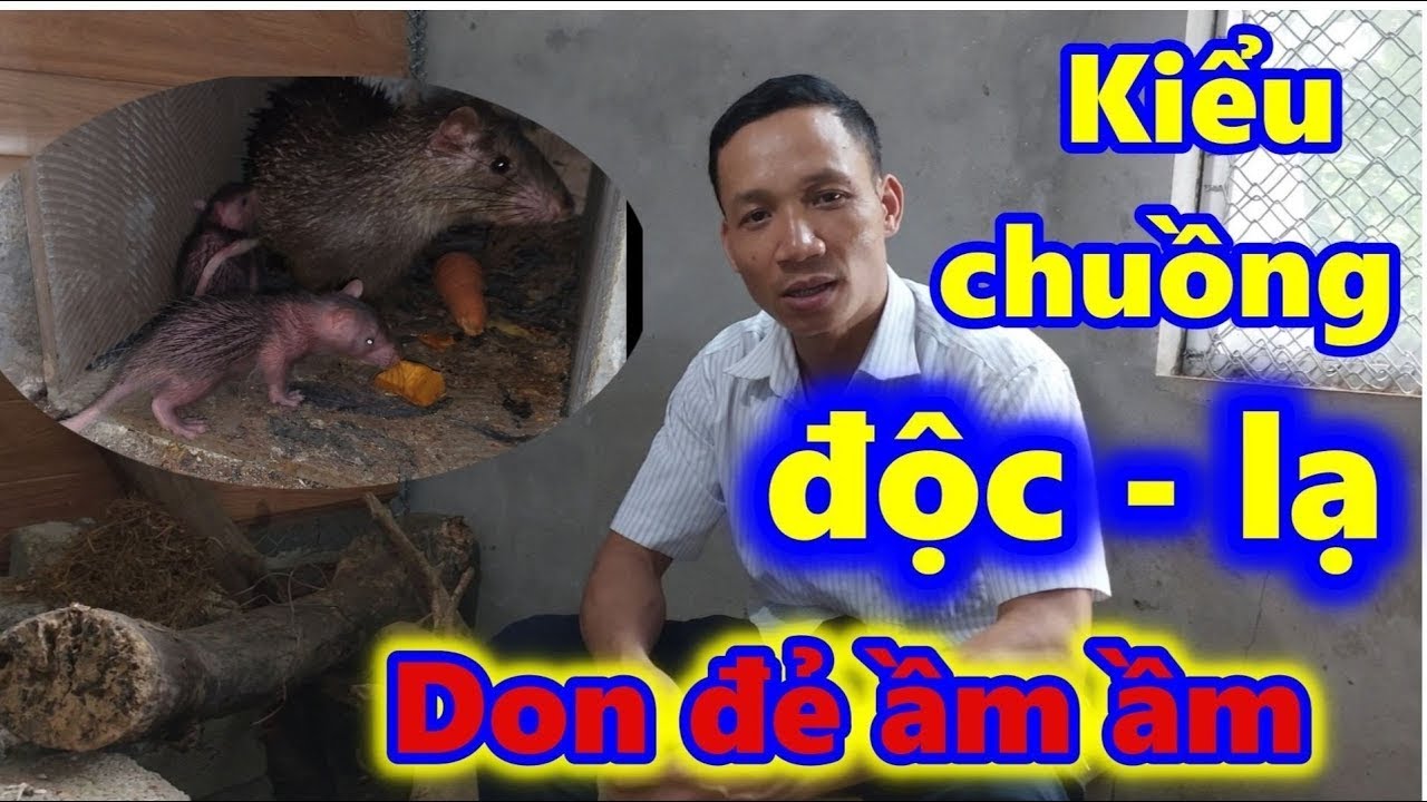 Kiểu Chuồng Nuôi Don Sinh Sản Đậu 100%, Kỹ Thuật Nuôi Đơn Giản Mang Lại Kinh Tế Cao