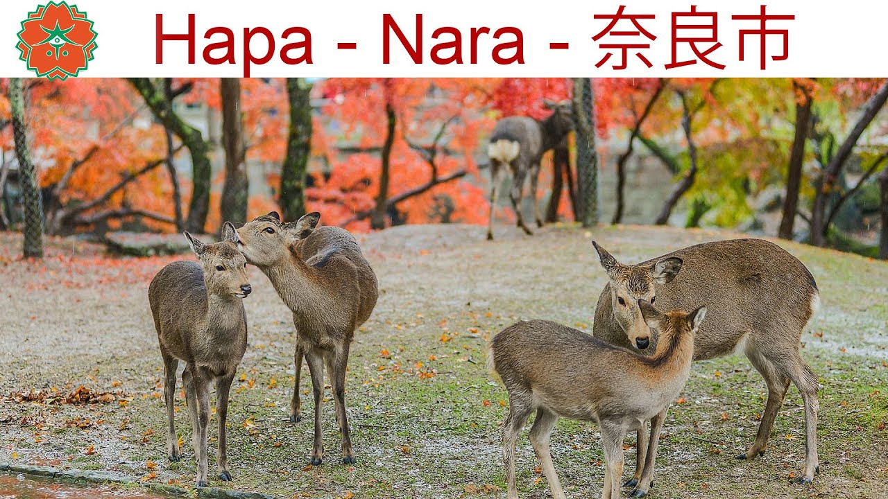 Нара, Япония - город, где больше всего в Мире меди в Будде, дерева в Храме, фонарей и умных оленей