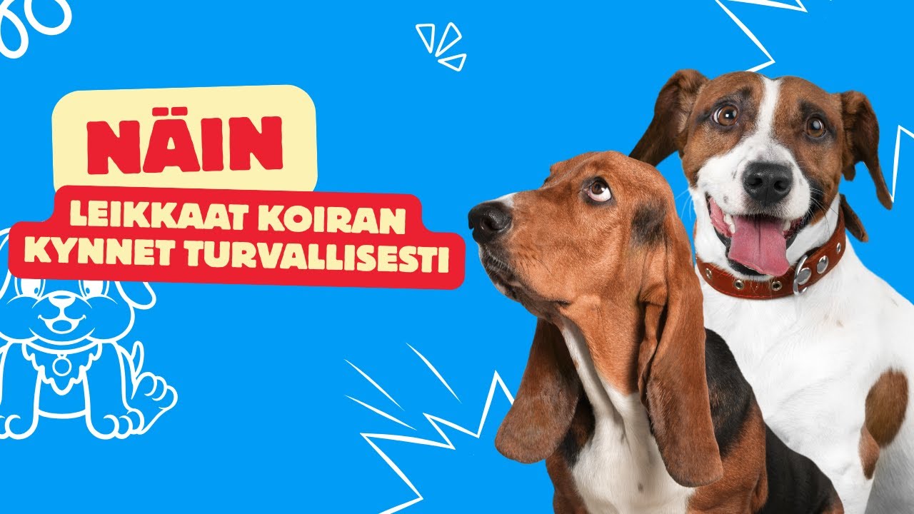 Näin leikkaat koiran kynnet turvallisesti 🐶✂️ Vältä yleisimmät virheet