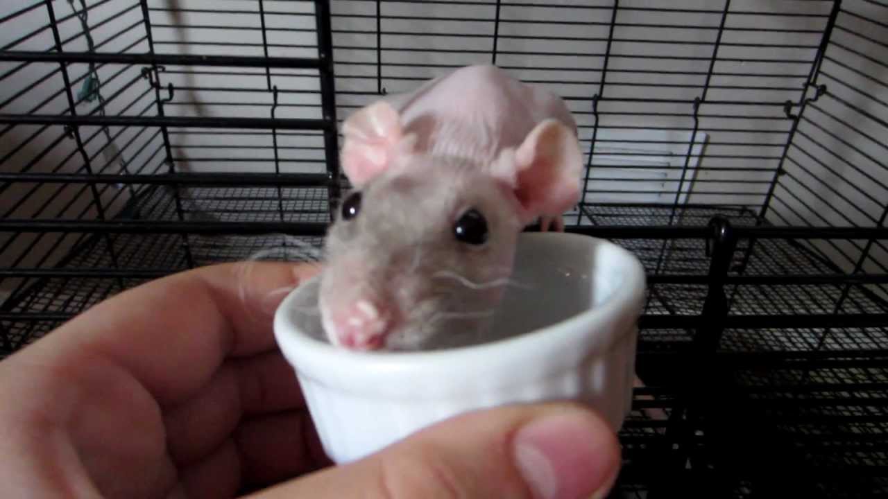 rats and ice cream