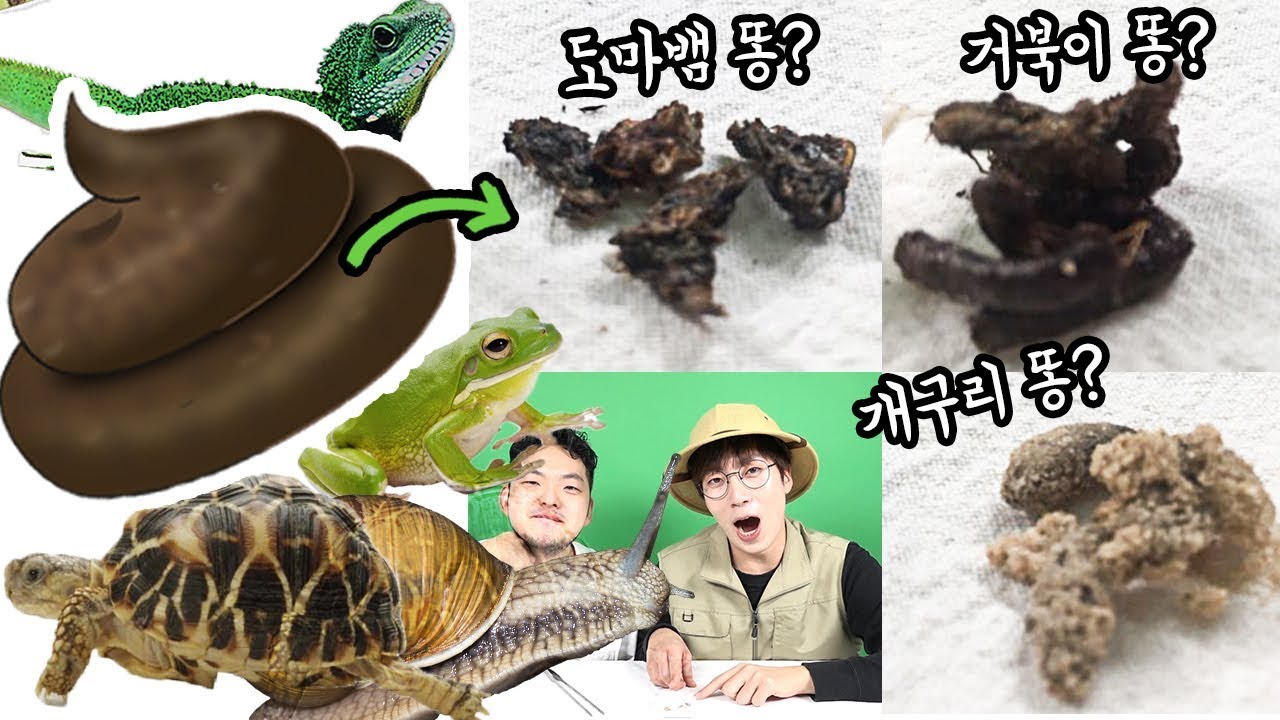 모든 '똥'을 모았다! '똥'만보고 생물 맞추기! 개구리 똥? 달팽이 똥?