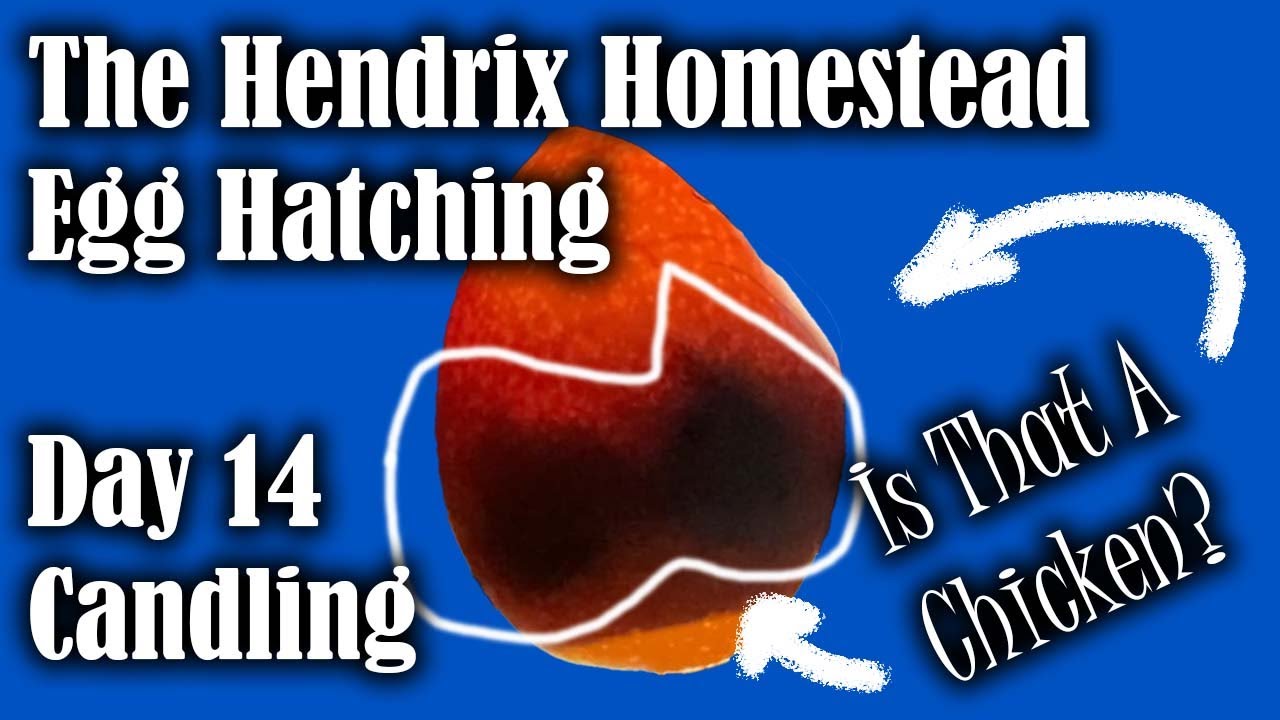 Candling Brown Chicken Eggs at Day 14