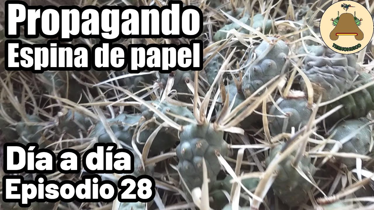 Propagando cactus espinas de papel. Día a día en un vivero de suculentas. Episodio 28