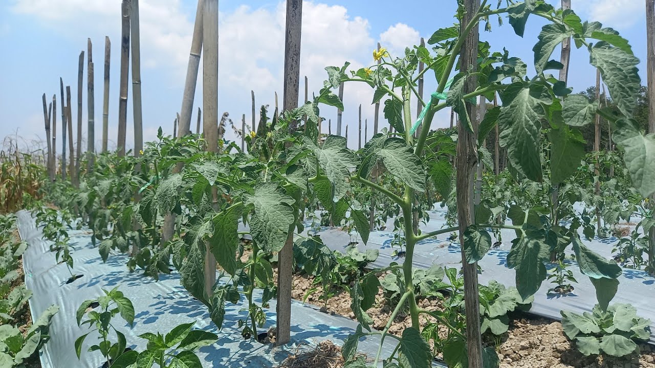 cepet banget tanam tomat usia 1 bulan sudah mulai berbuah