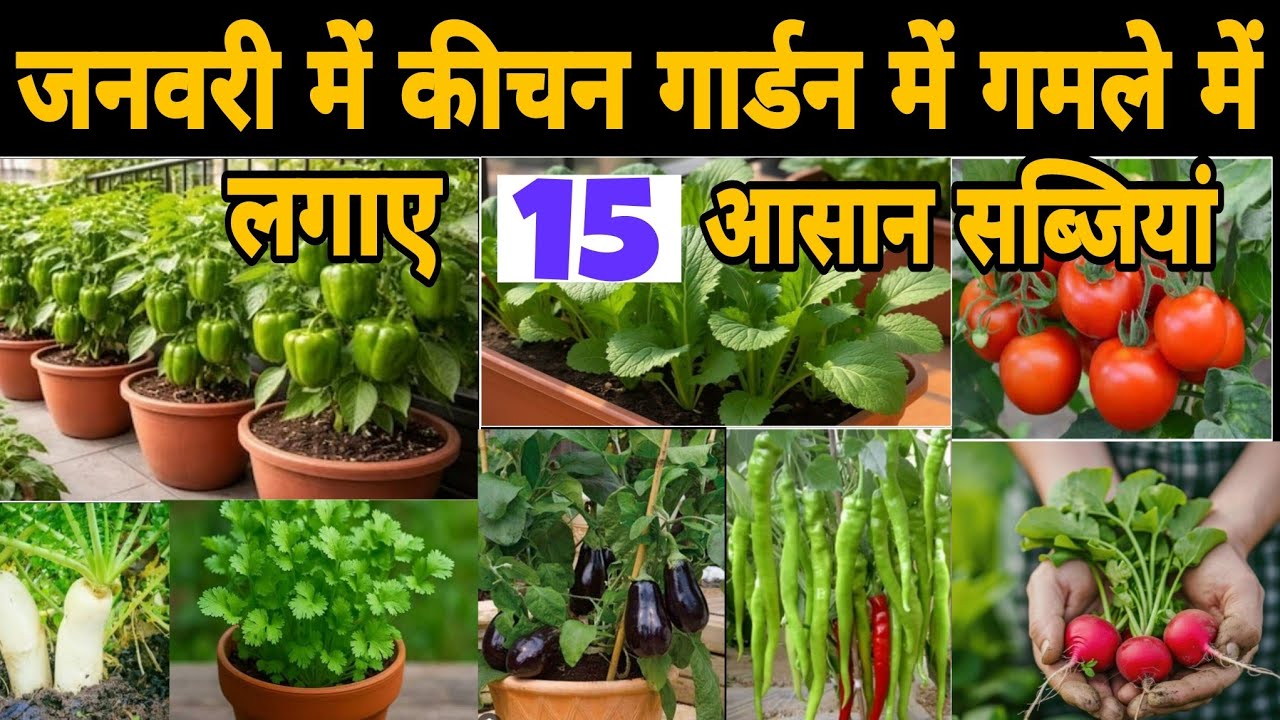 जनवरी में कौन-सी सब्जियां लगाए/ जनवरी में लगाई जाने वाली सब्जियां | Grow Winter vegetables ||