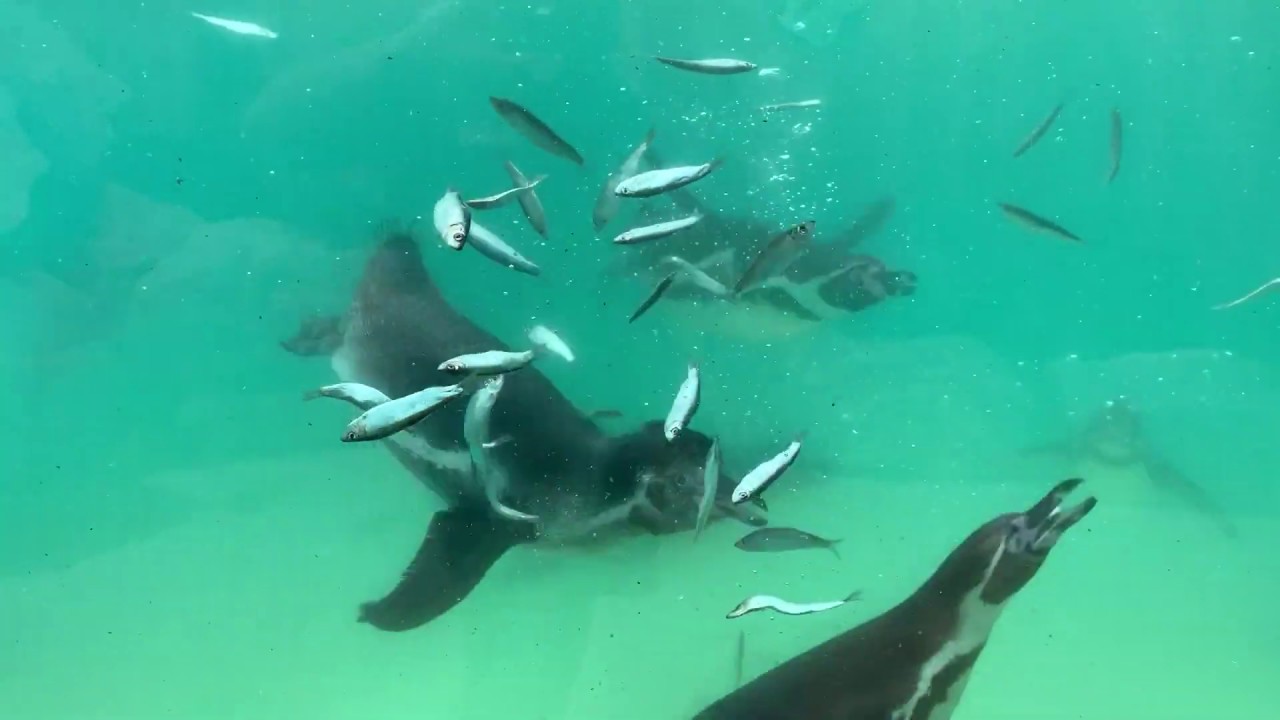 Penguins Feeding Underwater at Woodside Wildlife Park