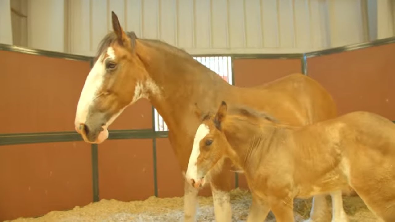 1 Hour of Beautiful Draft Horses 🐴 Relaxing Horse Video for Stress Relief & Calm