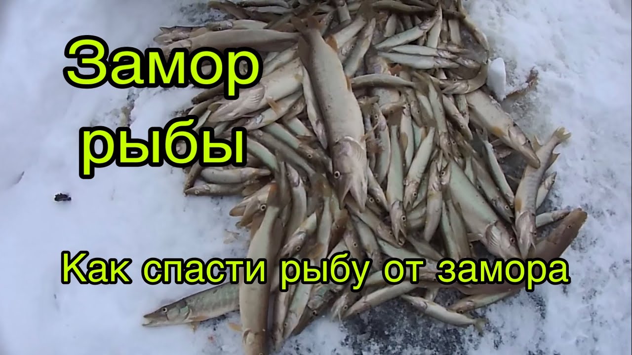 Замор рыбы! Как избежать ЗАМОРА рыбы зимой. ЭКСТРЕННОЕ СПАСЕНИЕ рыбы от ЗАМОРА!!! Пруд на даче.