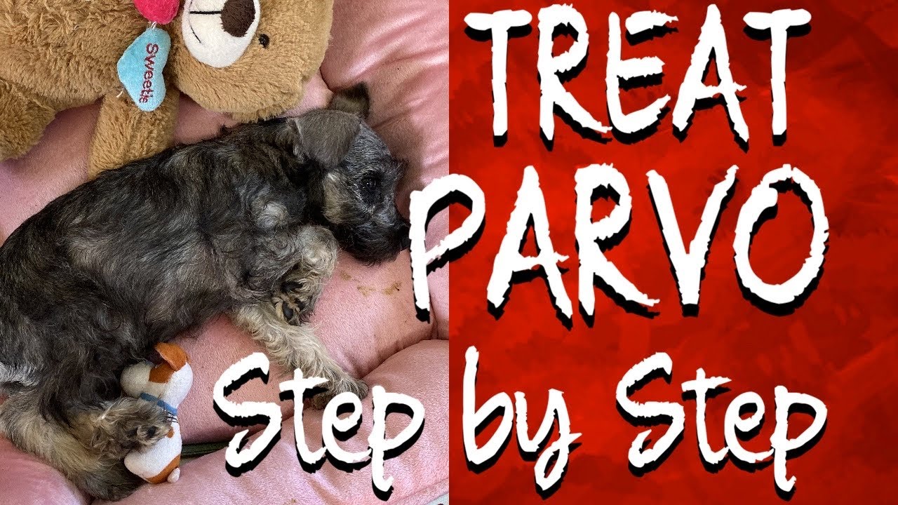 HOW TO CARE FOR YOUR PUPPY WITH PARVO AT HOME | ADMINISTERING IV FLUIDS ,NUTRICAL | ORGANIC DROPS