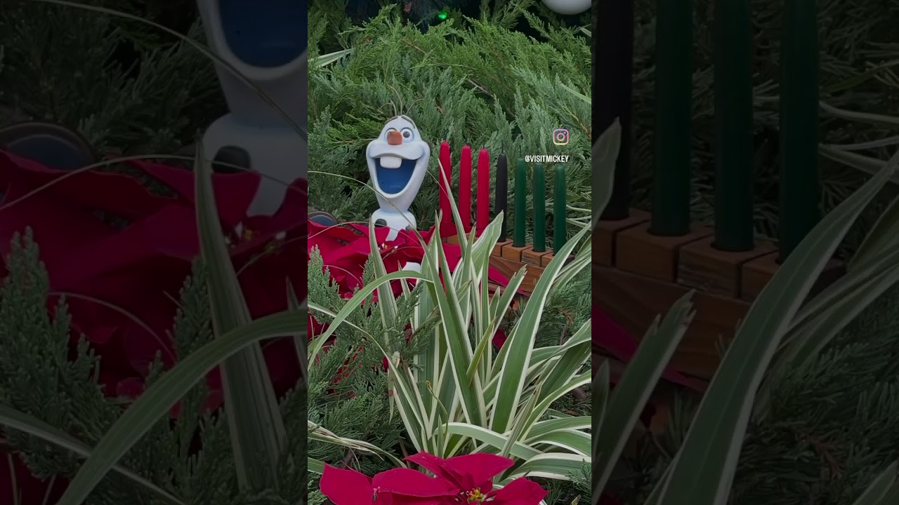 ☃️ Olaf Holiday Tradition - Scavenger Hunt. 🔎 in Epcot, World Showcase.  #disney100