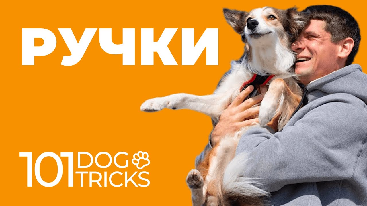 Как научить собаку трюку Ручки 🐩 Прыжок на руки пошагово
