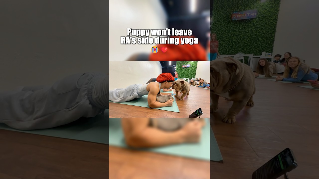Dogs are really our best friend 🥺...#streamer #iamra #puppyyoga #viral #funny