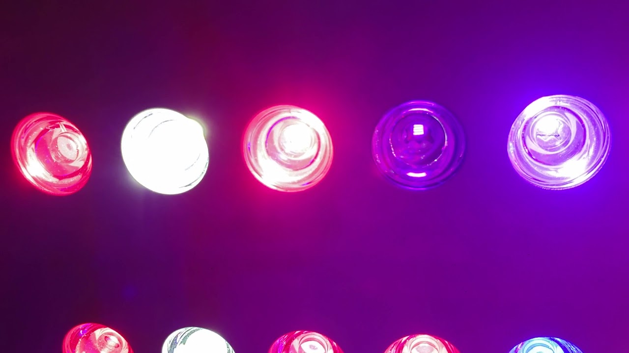 Side by Side Grow Day#52 flower Optic4XL vs Optic8+ & 5x5 Optic8+ Grow - Purple Bud