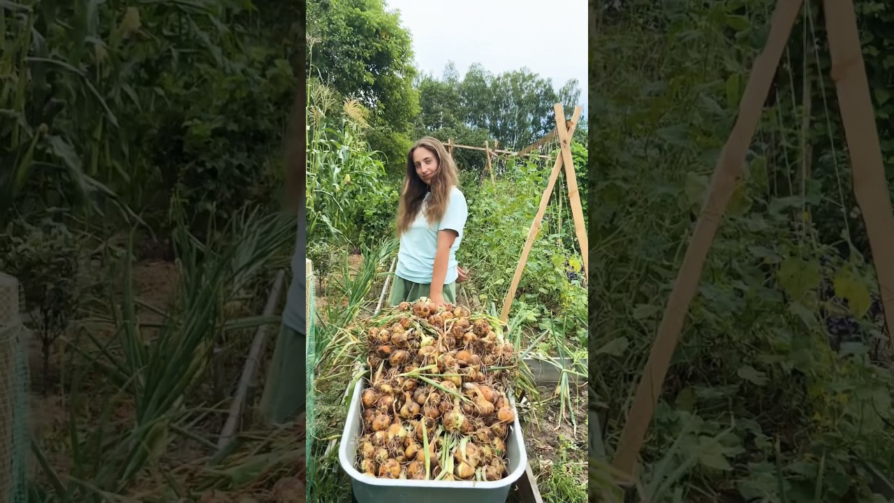 That&rsquo;s what I call a bumper crop 🤯 #gardening #countryside #harvesting #belarus