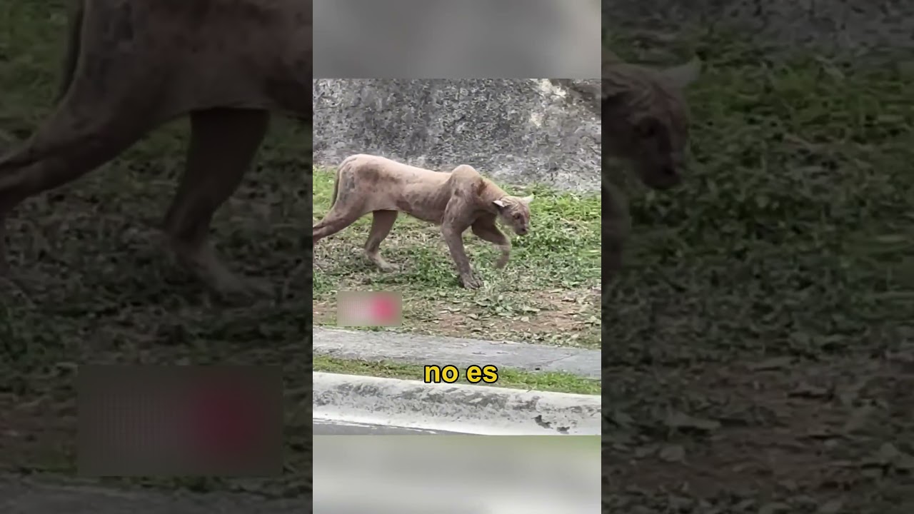PUMA INTENTA CAZAR A UN GATO!!!