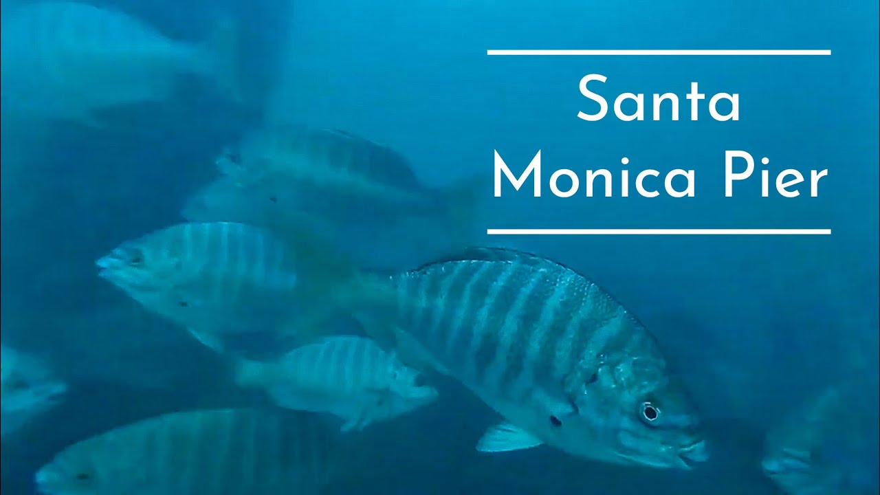 Santa Monica Fishing Pier UNDERWATER footage! (Hundreds of fish!)