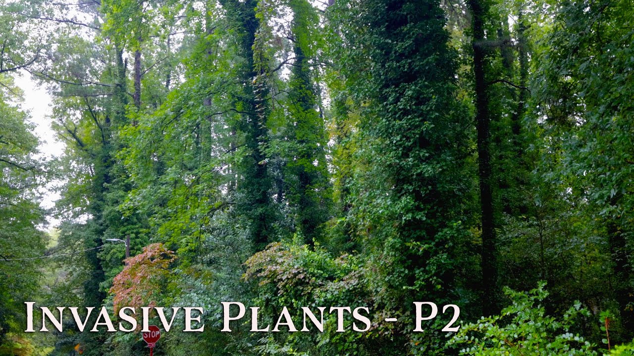Invasive Plants - P2