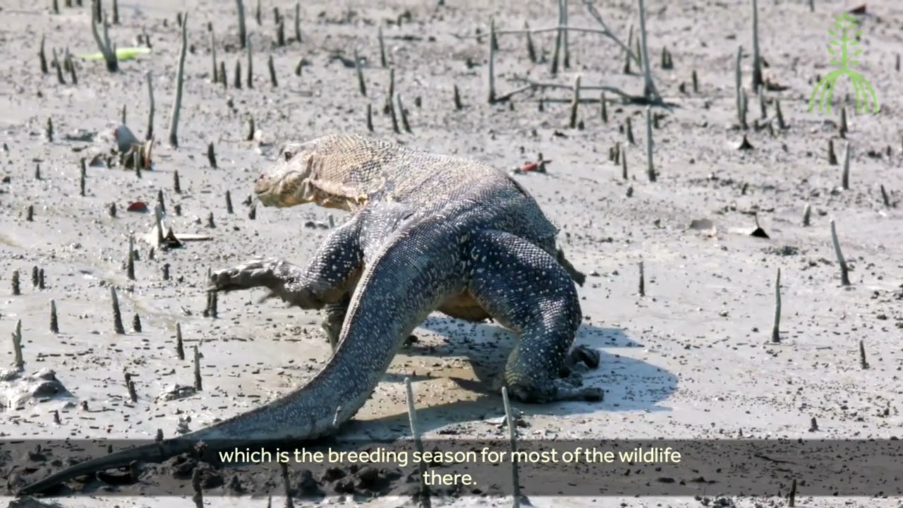 Case Study - Protecting the Sundarbans through co-management: Bangladesh