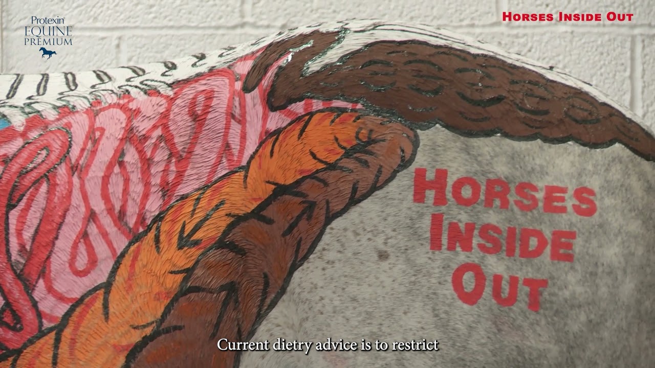 Gillian Higgins - Hindgut