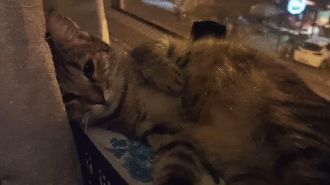 Pisican in the Basket – Sleeping, Exposure, and Domestic Stillness | Multispecies Diaries #4