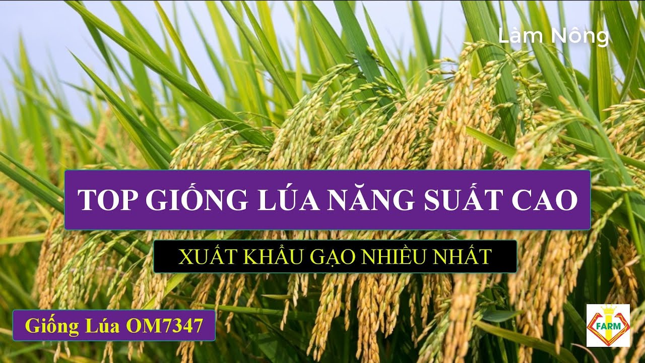 GIỐNG LÚA NĂNG SUẤT CAO - TRỒNG NHIỀU NHẤT HIỆN NAY - Phần 2 | Làm Nông