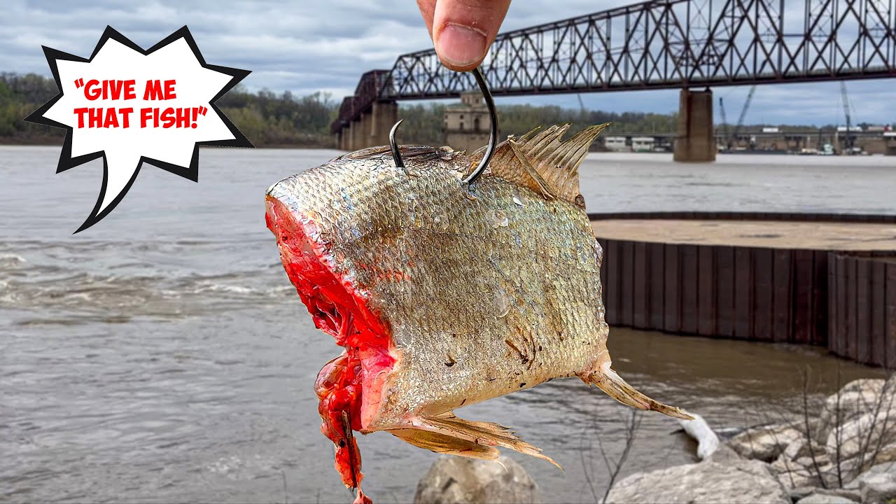 Я поймал список НОВЫХ ВИДОВ... Потом кто-то попытался его отобрать.