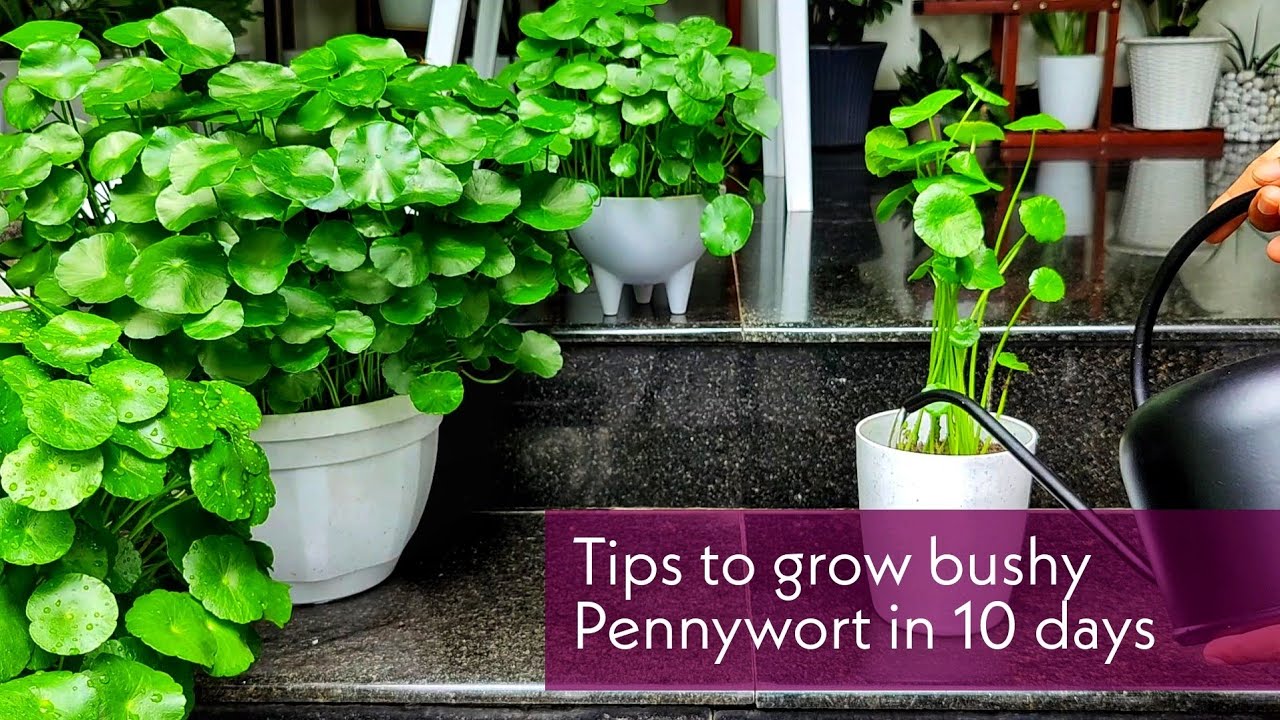 Pennywort care | Tips to make bushy Pennywort in 10days