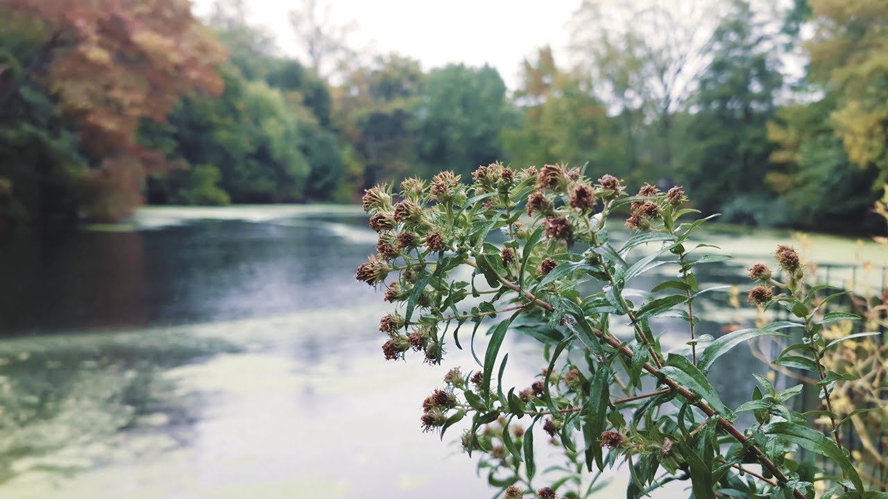 Nature and Rain cinematic video, early autumn in Prospect Park, Brooklyn [Pixel 8]