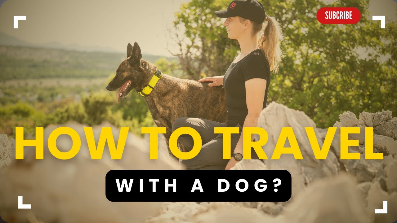 Traveling With a Dog: Rules, Challenges & Realistic Expectations