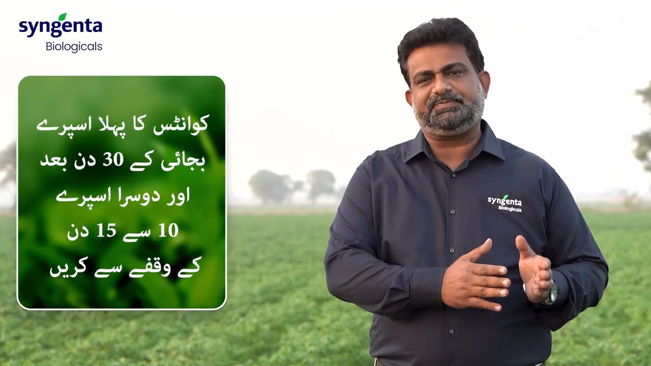 Quantis hifazat ka saya | کوانٹس حفاظت کا سایہ