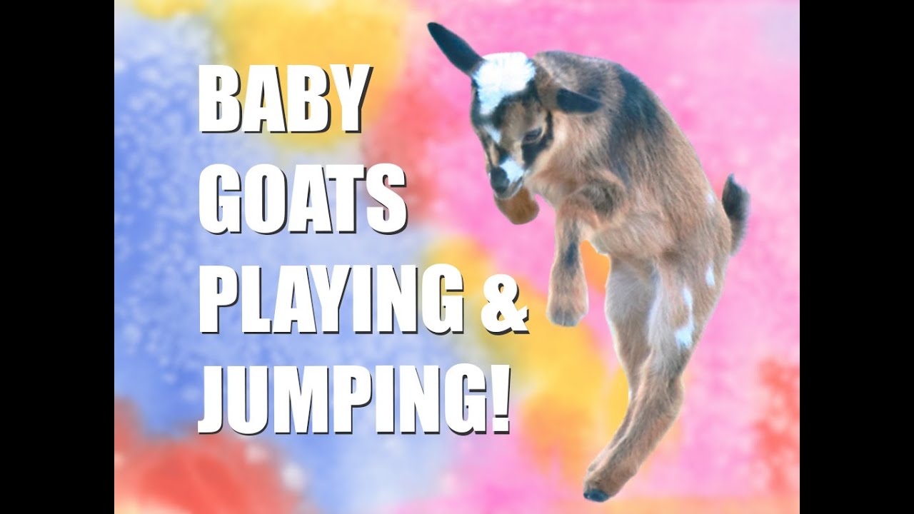 Baby Goats Playing and Jumping, Funny Baby Goats, Happy Baby Goats&mdash;Episode 8