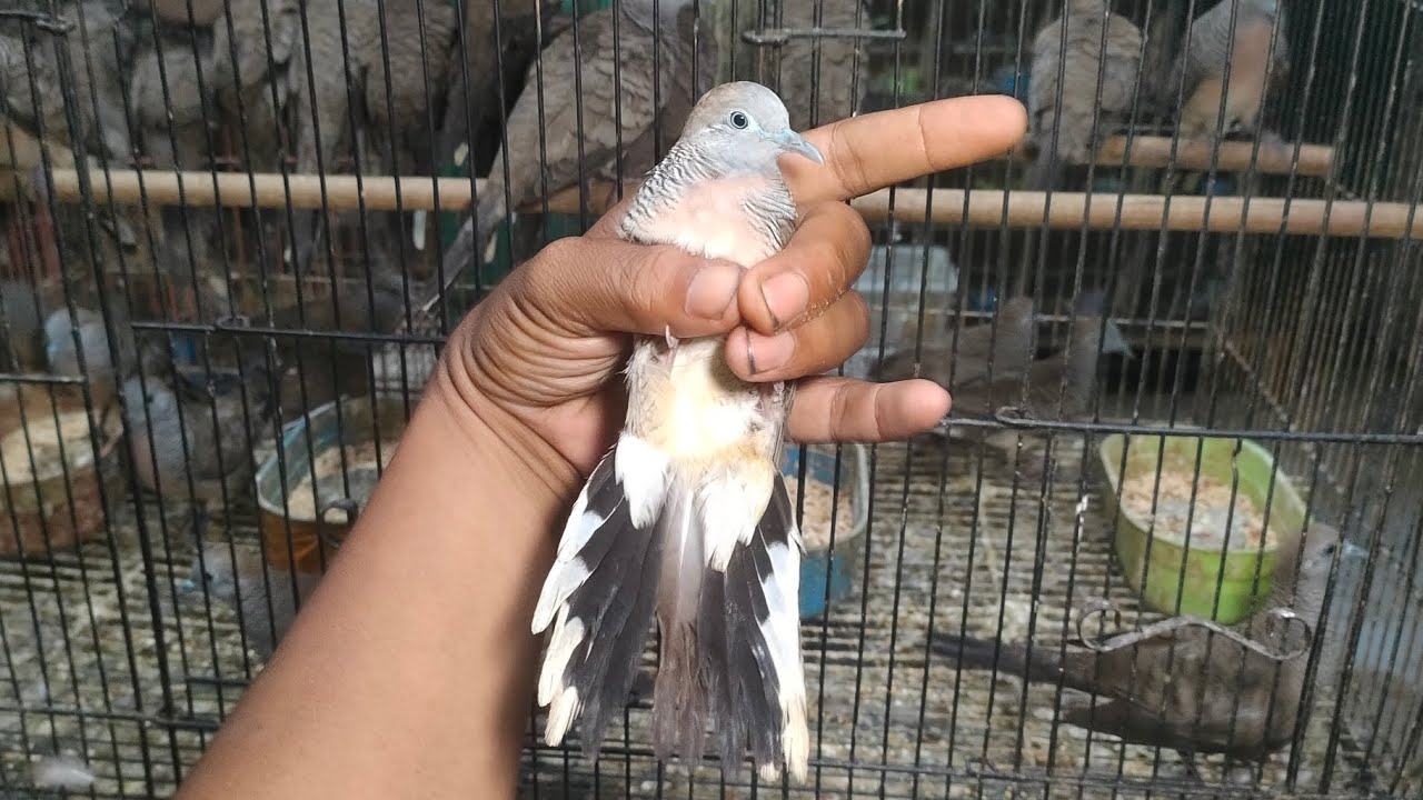 LAGI MUJUR DAPET PERKUTUT LOKAL TOP MARKOTOP 