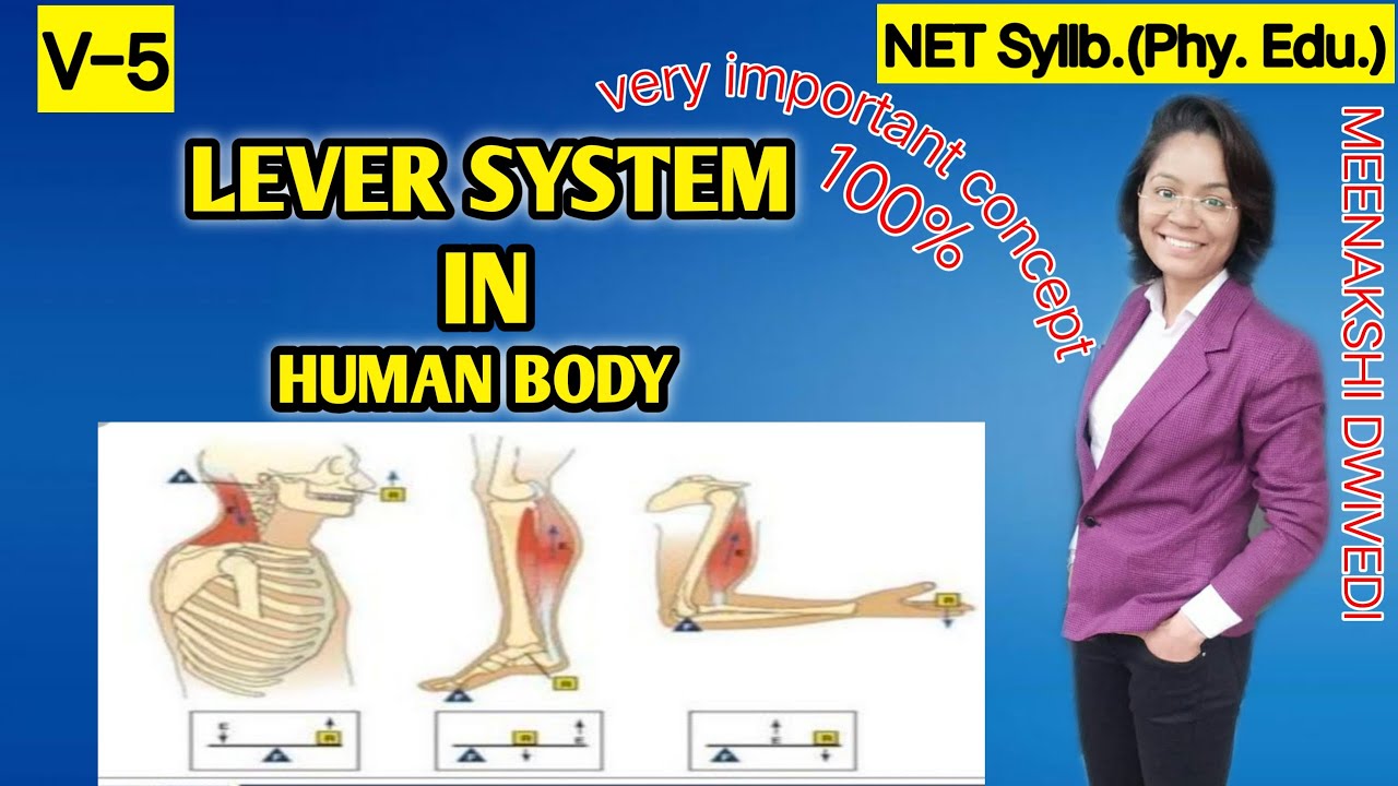 LEVER SYSTEM in human body | BIOMECHANICAL PRINCIPLES | UGC NET
