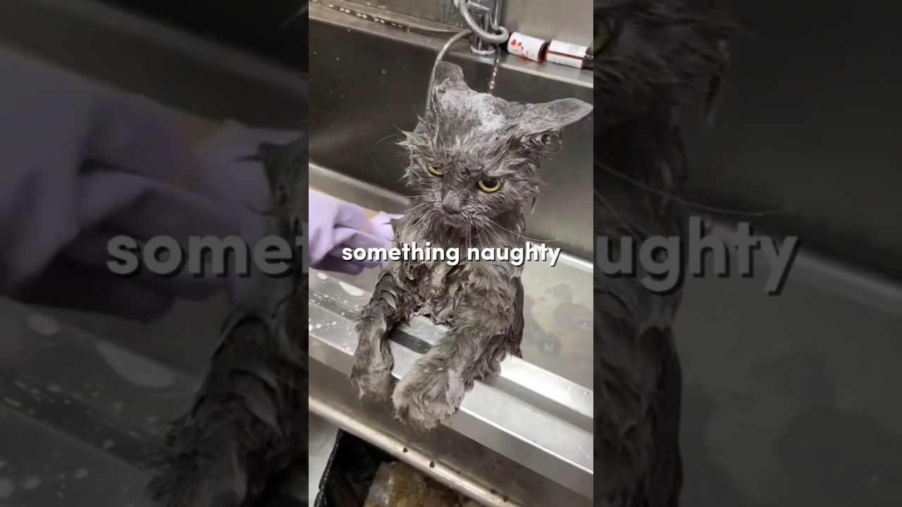 Can cats feel guilty?