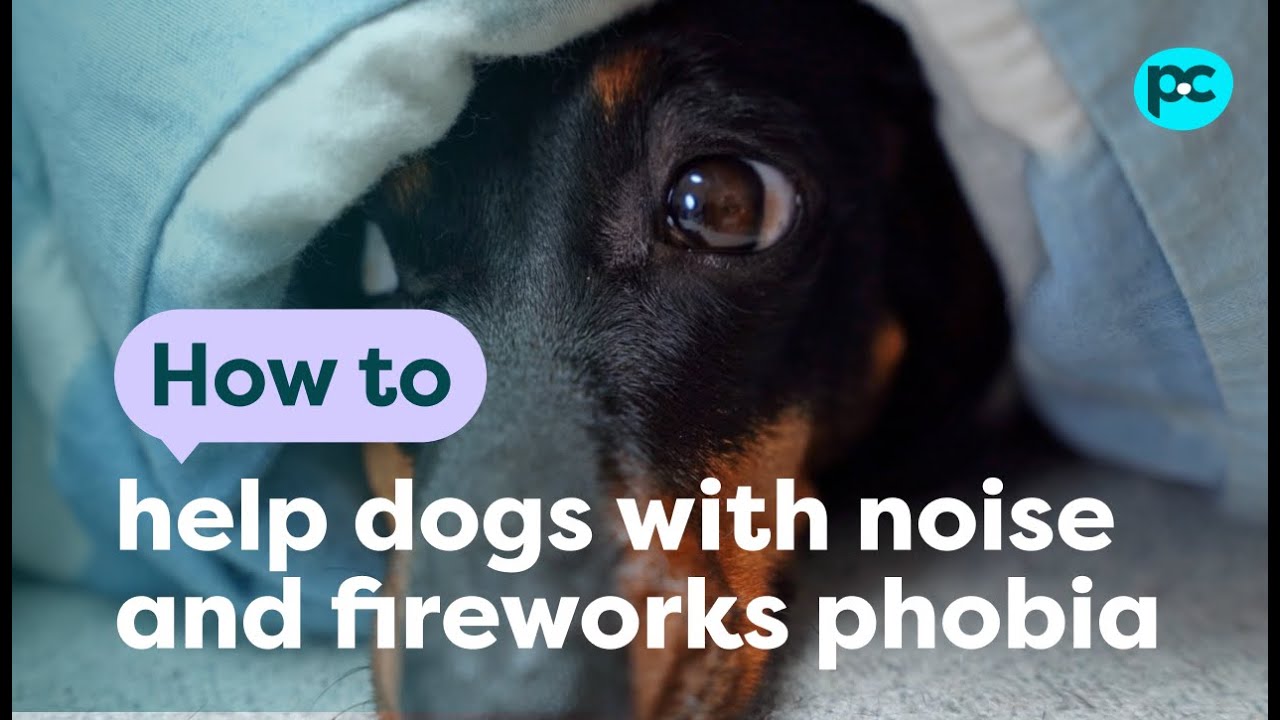 How to help #dogs with noise and firework phobia | PET CIRCLE