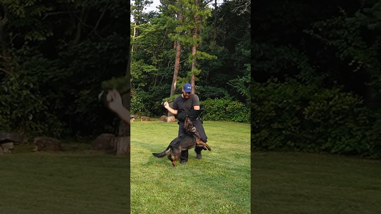 Unleashed Heroes: K9 Mania’s Elite Protection Dogs in Action!