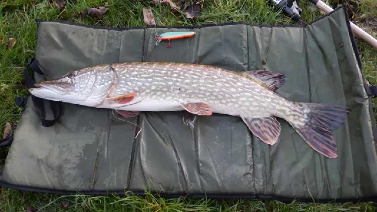 river weaver in winsford cheshire pike fishing 5 11 2014