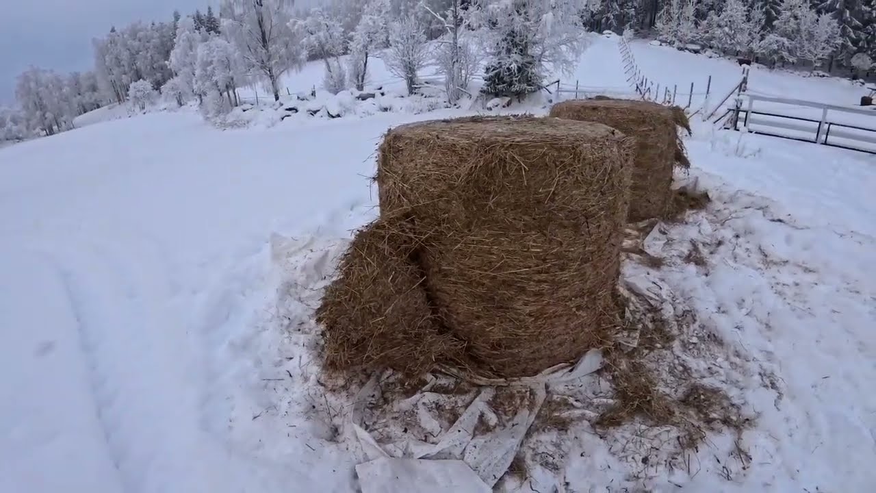 Talvipäivän puuhia lintuperspektiivistä ja vähän muutenkin.