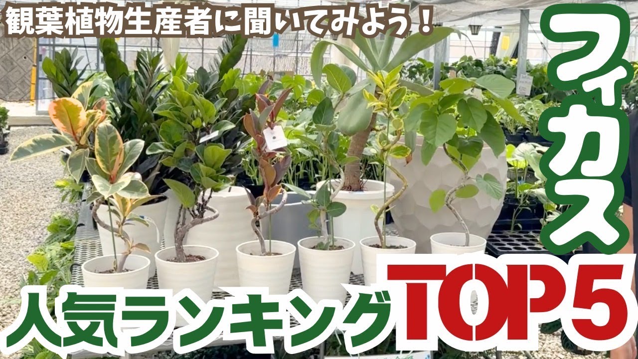 生産者に聞いてみた！フィカス人気ランキングTOP５【観葉植物】