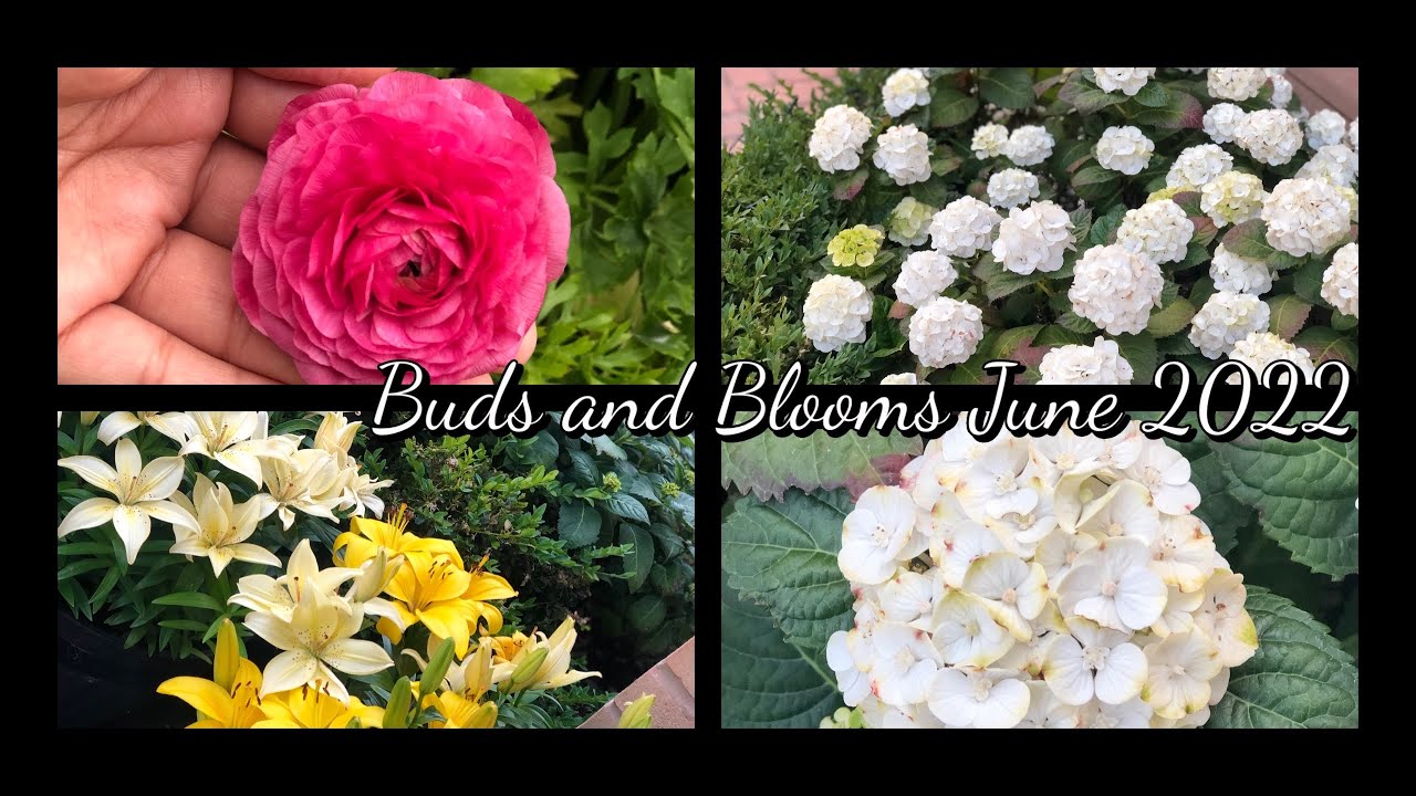 BUDS AND BLOOMS JUNE 2022
