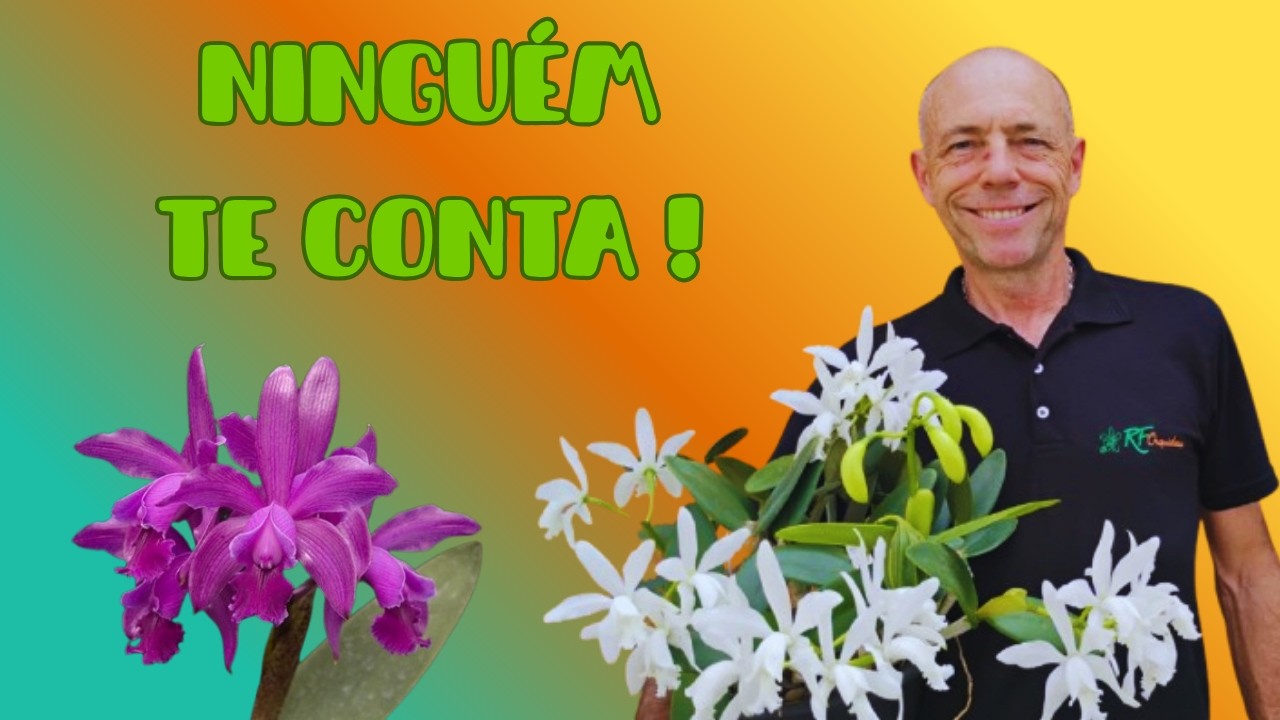 Tudo o que você PRECISA saber sobre Cattleya Intermedia!!