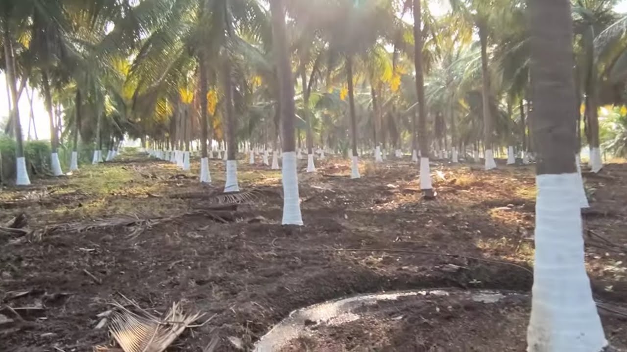 ஈரோடு (மா) சத்தி..... (வ) சத்தி அருகில் 8 ஏக்கர் தென்னந் தோப்பு விற்பனைக்கு 9585376767 #agriculture 