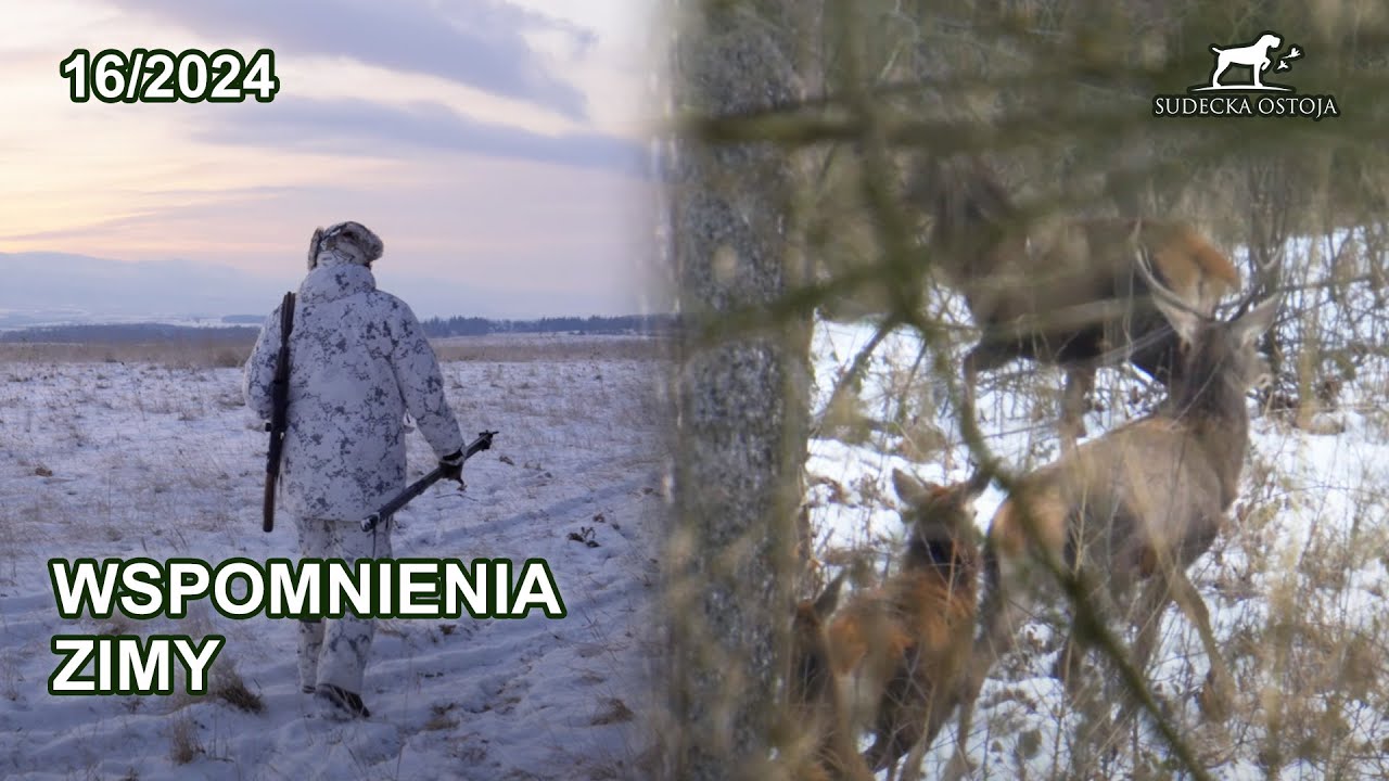 Wspomnienia zimy - szukamy jeleni - SUDECKA OSTOJA 16/2024 deer hunting winter