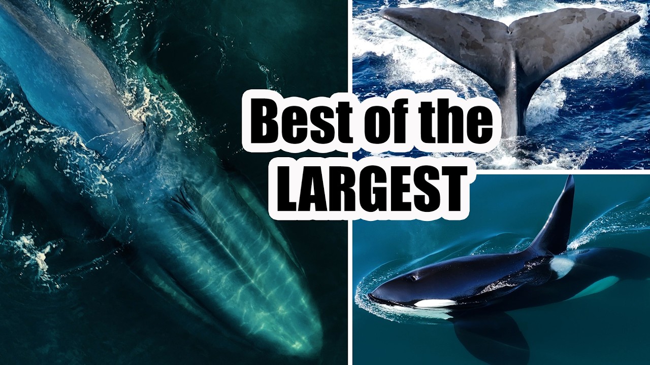 The Largest Animals on the Planet: Incredible Drone Footage