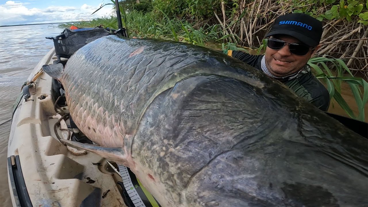 GIGANTE COBRIU O CAIAQUE, MESMO VENDO NÃO DA PRA ACREDITAR! Pirarucu do Rio Madeira.